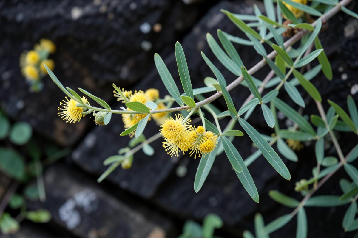 Ramo de acácia com flores amarelas sobre pedra escura